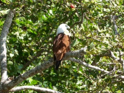 Brahminy Kite