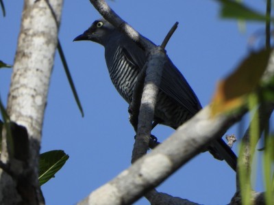 Barred Cuckoo-shrike