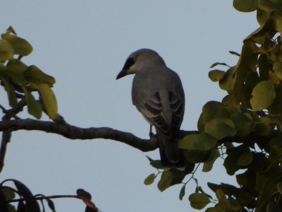 White-bellied Cuckoo-shrike