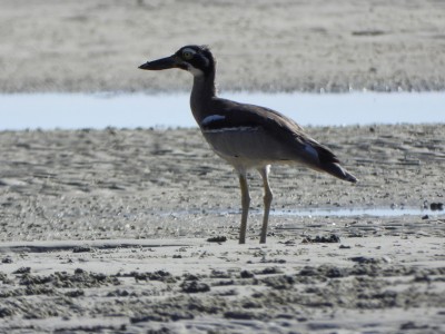 Beach Stone-curlew