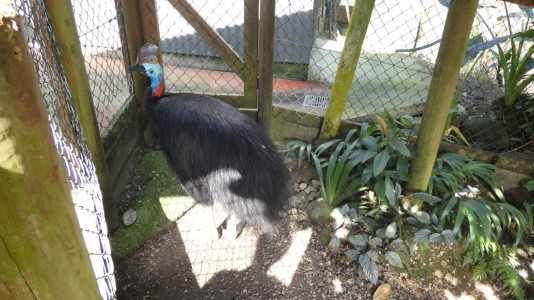 Bird House Kuranda Cassowary