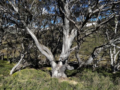 Snow gums 23 Dec