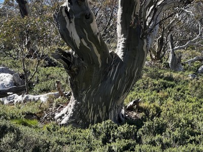 Snow gums 23 Dec