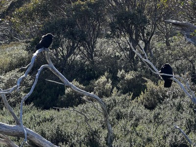 Very young corvids 23 Dec