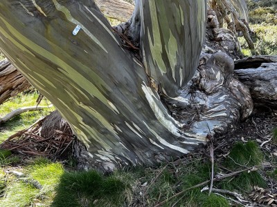 Snow gums 23 Dec