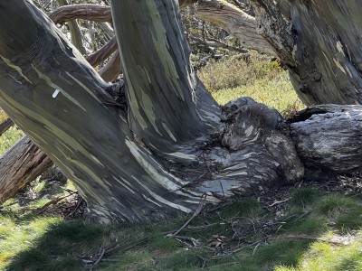 Snow gums 23 Dec