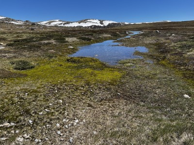 Frog pond near Snowy River 18 Dec