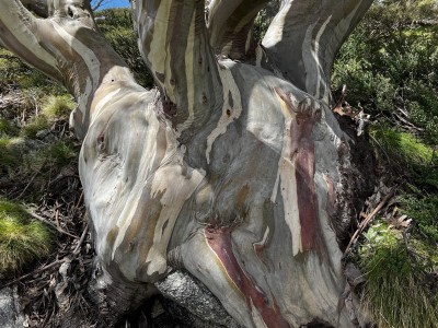 Snow gum 21 Dec